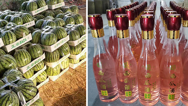 常大哥用不銹鋼釀酒設(shè)備做西瓜酒，“花樣”賺錢