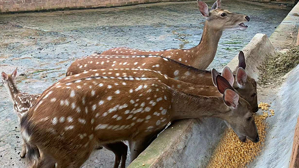 引進(jìn)生物顆粒釀酒設(shè)備，打造新時代下的親子莊園