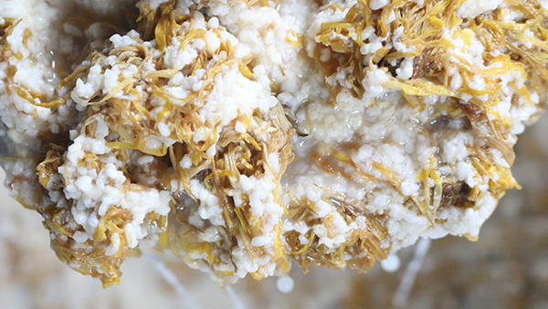 重陽節(jié)養(yǎng)生佳釀，菊花糯米酒的釀酒技藝