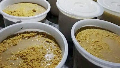 玉米熟料液態(tài)酒怎么做？小型酒廠釀酒設(shè)備玉米液態(tài)釀酒技術(shù)