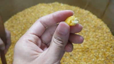 很多人用烤酒設(shè)備做固態(tài)酒時(shí)用這種水泡糧，怪不得不出酒！