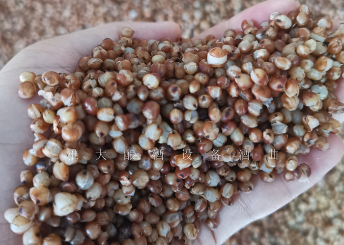 2.2將高粱蒸至95%以上的開(kāi)花