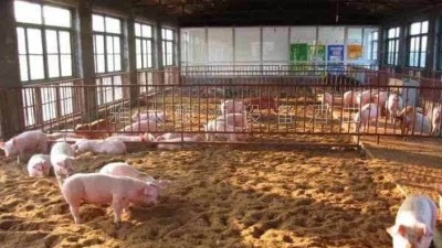 釀白酒設(shè)備釀酒為主，養(yǎng)豬為輔，僅一年時(shí)間，收入百萬