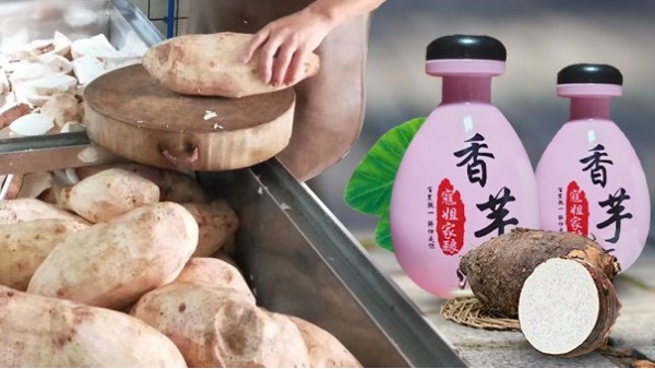 芋頭能不能釀酒？芋頭釀酒設(shè)備技術(shù)