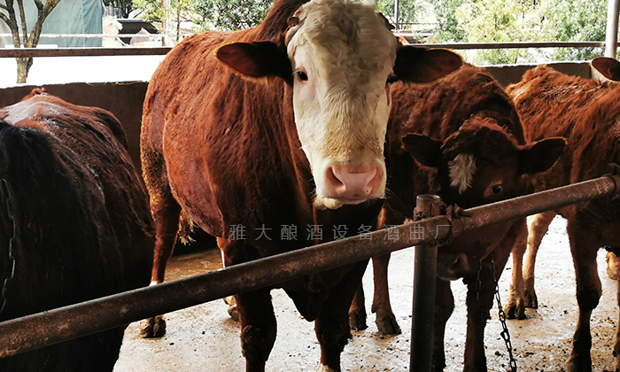 用雅大小型酒廠釀酒設(shè)備做酒，酒糟養(yǎng)牛